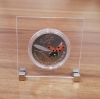 Acryl - Aufsteller für 1x5Euro Deutschland